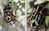 Graphomya maculata